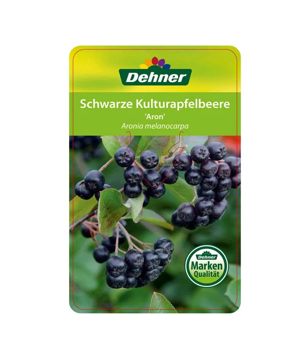 Apfelbeere, Aronia 'Aron' 6 Apfelbeere, Aronia 'Aron' – Bild 4