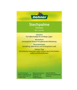 Japanische Stechpalme, Kugel -Eleganter Garten 00000000 Ilex crenata Convexa 2016 2