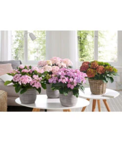 Hortensie - Hydrangea Macrophylla 'Tiffany' -Eleganter Garten 20180522 PR MO 002 HortensienPremium