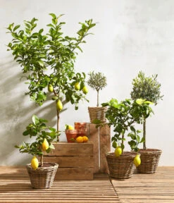 Olive, Ministamm 9 Olive, Ministamm -Eleganter Garten 20180919 PR MO 001 citrusT18