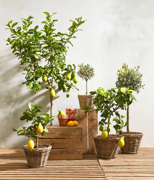 Olive, Ministamm 4 Olive, Ministamm – Bild 2