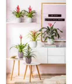 Eleganter Garten -Eleganter Garten 20190711 PR MO 001 Bromelia GC21 2019 2