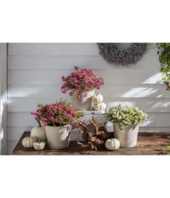 Torfmyrte, Rot -Eleganter Garten 20190920 PR MO 001 Herbststart Skimmia GC 18 2020