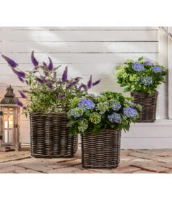 Sommerflieder 'Black Knight' -Eleganter Garten 20200729 7078975 WE MO 002 HortensienBuddleja