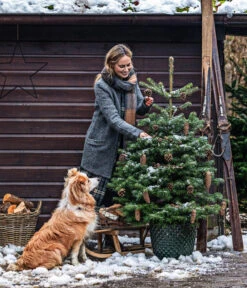 Nordmann-Tanne, B-Sortierung, Ca. 100-125 Cm, Im Topf Gewachsen -Eleganter Garten 20211215 8995946 8995706 8995953 WE MO 001 TannenbaumTopf