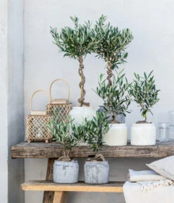 Olive, Busch, In Keramik, Ca. Ø16/H40 Cm 7 Olive, Busch, In Keramik, Ca. Ø16/H40 Cm -Eleganter Garten 20221005 WE MO 002 Olivenarrangement GC05 2023