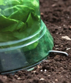 Windhager Pflanzenhut, Ø24 Cm, 10 Stk. 13 Windhager Pflanzenhut, Ø24 Cm, 10 Stk. -Eleganter Garten 2062289 WE DE 001 WindhagerPflanzenhut