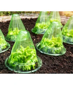 Windhager Pflanzenhut, Ø24 Cm, 10 Stk. 11 Windhager Pflanzenhut, Ø24 Cm, 10 Stk. -Eleganter Garten 2062289 WE MO 001 WindhagerPflanzenhut