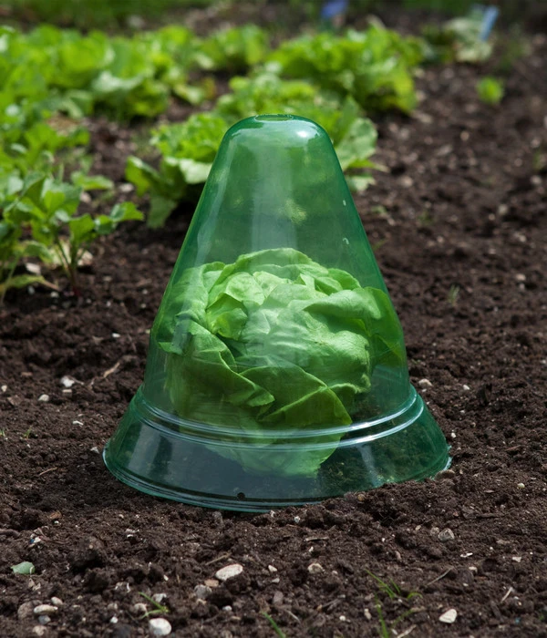 Windhager Pflanzenhut, Ø24 Cm, 10 Stk. 7 Windhager Pflanzenhut, Ø24 Cm, 10 Stk. – Bild 5