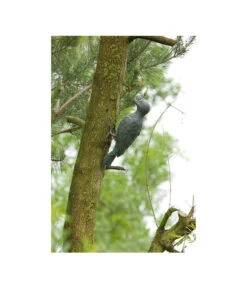 Rottenecker Bronzefigur Specht