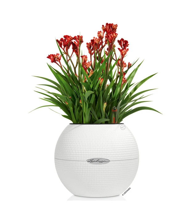 LECHUZA® PURO Color, All-in-One-Set, Rund, Ca. Ø20 Cm 4 LECHUZA® PURO Color, All-in-One-Set, Rund, Ca. Ø20 Cm – Bild 2