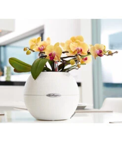 LECHUZA® PURO Color, All-in-One-Set, Rund, Ca. Ø20 Cm 13 LECHUZA® PURO Color, All-in-One-Set, Rund, Ca. Ø20 Cm -Eleganter Garten 2418622 WE MO 002 PuroColor20cmweiss