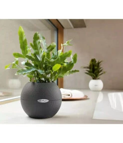 LECHUZA® PURO Color, All-in-One-Set, Rund, Ca. Ø20 Cm 15 LECHUZA® PURO Color, All-in-One-Set, Rund, Ca. Ø20 Cm -Eleganter Garten 2418622 WE MO 003 LechuzaPuroColor20weiss