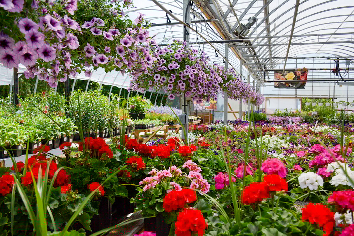 Eleganter Garten -Eleganter Garten 25765559 web1 210708 CVA gardening morris flowers 4