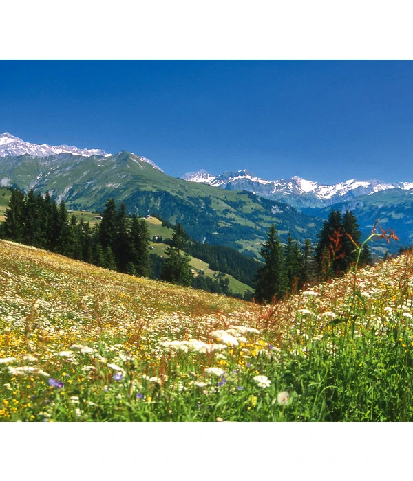 Dehner Bio Bergwiesenheu, 1,25 Kg 4 Dehner Bio Bergwiesenheu, 1,25 Kg – Bild 2