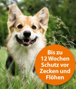 ARDAP® Zecken- Und Flohschutz Spot-On Für Große Hunde, 3 X 4 Ml -Eleganter Garten 2599256 WE DE 002 ArdapQuikoHZbhSpotOn25kg