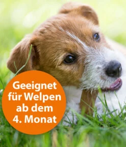 ARDAP® Zecken- Und Flohschutz Spot-On Für Große Hunde, 3 X 4 Ml -Eleganter Garten 2599256 WE DE 003 ArdapQuikoHZbhSpotOn25kg