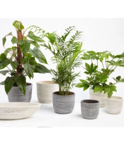 Dehner Keramik-Jardiniere Wood, Oval, Ca. B48/H12/T14 Cm 8 Dehner Keramik-Jardiniere Wood, Oval, Ca. B48/H12/T14 Cm -Eleganter Garten 2890713 WE MO 001 TopfWoodGrauCremeFotoshootingUveSauerFebruar2016