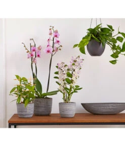 Dehner Keramik-Jardiniere Wood, Oval, Ca. B48/H12/T14 Cm 9 Dehner Keramik-Jardiniere Wood, Oval, Ca. B48/H12/T14 Cm -Eleganter Garten 2890903 PR MO 012 TopfJardiniereWoodGrauUveSauer