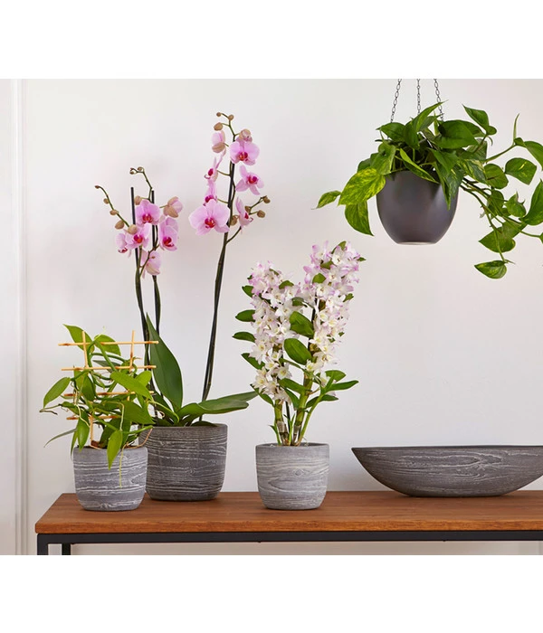 Dehner Keramik-Jardiniere Wood, Oval, Ca. B48/H12/T14 Cm 6 Dehner Keramik-Jardiniere Wood, Oval, Ca. B48/H12/T14 Cm – Bild 4