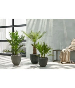 Artstone Kunststoff-Topf Bola -Eleganter Garten 3158847 3158870 3158888 WE MO 003 PolystoneTopfinRiffeloptikrundsand