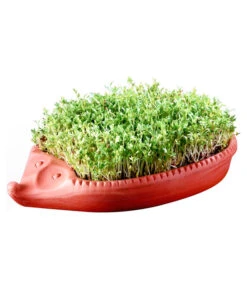 Römertopf Kresseigel Mit Kresse-Saatgut -Eleganter Garten 349993 BildM 001 RoemertopfKresseigelMitKresseSaatgutKresseIgel1SamenTerra