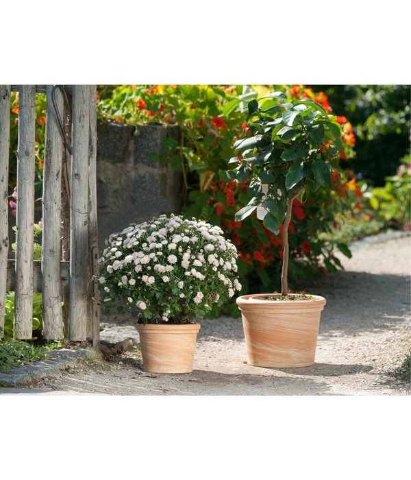 Spang Terrakotta-Topf Toscana, Rund 4 Spang Terrakotta-Topf Toscana, Rund – Bild 2