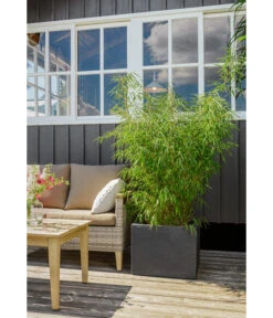 Dehner Kunststoff-Blumenkübel Palermo, Anthrazit 25 Dehner Kunststoff-Blumenkübel Palermo, Anthrazit -Eleganter Garten 3728110 3728151 3940756 WE MO 009 KunststoffBlumenkuebelKubusanthrazitBlumentopf