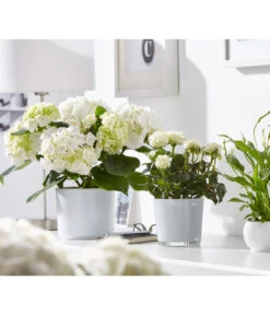 Dehner Glas-Übertopf Conner, Rund -Eleganter Garten 3816527 WE MO 001 GlasTopfConnerWeissFotoshootingUveSauerFebruar2016