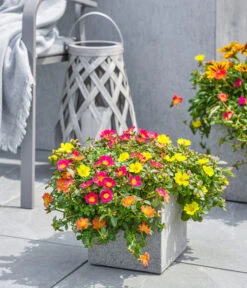 Dehner Polystone-Topf Sydney, Quadratisch, Grau -Eleganter Garten 3920998 3921004 4261632 WE MO 002 DehnerPolystoneTopfSydneyquadratischgrau