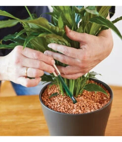 Seramis Gießanzeiger 13 Seramis Gießanzeiger -Eleganter Garten 394684 WE MO 002 SeramisGiessanzeiger 394692