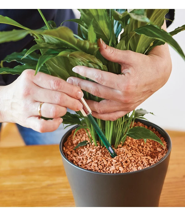 Seramis Gießanzeiger 7 Seramis Gießanzeiger – Bild 5