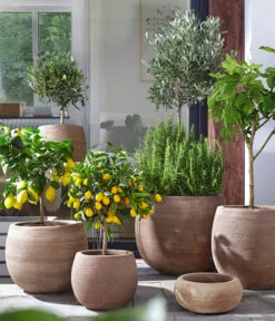 Olive, Ministamm 10 Olive, Ministamm -Eleganter Garten 4067054 4067088 4067112 WE MO 003 TerrakottaTopfBalloonGC07