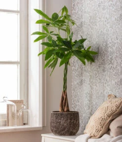 Dehner Keramik-Übertopf Stef, Rund, Braun -Eleganter Garten 4083325 82506059 4083325 WE MO 001 TopfStefBraunPachiraAquatica