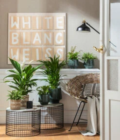 Goldfruchtpalme - Dypsis Lutescens 12 Goldfruchtpalme - Dypsis Lutescens -Eleganter Garten 4099883 PR MO 001 TopfElsaPetrolKorbPapette