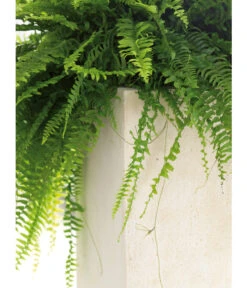 Fleur Ami Polystone-Raumteiler Divide, Rechteckig, Ca. B100/H30/T35 Cm -Eleganter Garten 4184016 WE DE 002 PolystRaumteil100x35x30Creme