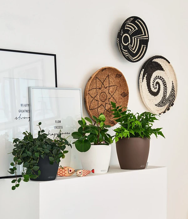 LECHUZA® CLASSICO Color, All-in-One-Set 5 LECHUZA® CLASSICO Color, All-in-One-Set – Bild 3