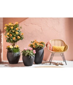 Zimmerhibiskus - Hibiscus Rosa-sinensis, Stämmchen, Verschiedene Sorten 17 Zimmerhibiskus - Hibiscus Rosa-sinensis, Stämmchen, Verschiedene Sorten -Eleganter Garten 4319398 PR MO 001 KunststoffTopfSchwarz