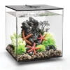 BiOrb® Aquarium CUBE 30 MCR 1 BiOrb® Aquarium CUBE 30 MCR -Eleganter Garten 4431078 WE FS 001 OaseAquariumBiorbCube30MCRSchwarz