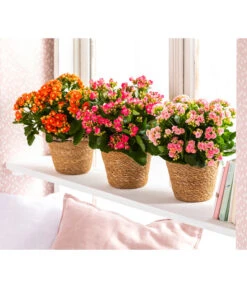 Dehner Seegras-Korb Igmar, Konisch -Eleganter Garten 4438917 WE MO 006 TopfIgmar