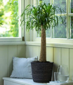 Elefantenfuß, In Seegras-Korb -Eleganter Garten 4439089 4439022 WE MO 003 KorbIgmarGrau