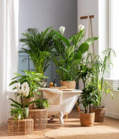 Dehner Seegras-Korb Igmar, Konisch -Eleganter Garten 4440343 4439022 4438990 WE MO 002 IgmarBraun 2