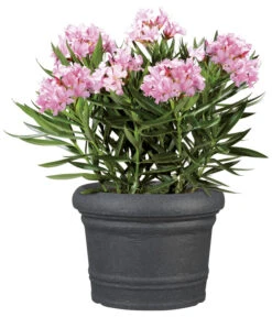 Scheurich Kunststoff-Topf Venice, Rund, Ca. Ø60/H44,5 Cm 11 Scheurich Kunststoff-Topf Venice, Rund, Ca. Ø60/H44,5 Cm -Eleganter Garten 4498416 WE FS 002 ScheurichKunststoffTopfVenicerund