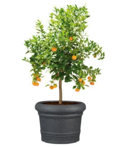 Scheurich Kunststoff-Topf Venice, Rund, Ca. Ø60/H44,5 Cm 12 Scheurich Kunststoff-Topf Venice, Rund, Ca. Ø60/H44,5 Cm -Eleganter Garten 4498416 WE FS 003 ScheurichKunststoffTopfVenicerund