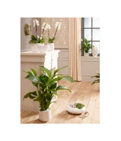 Dehner Keramik-Übertopf Lustrinado, Rund -Eleganter Garten 5174586 PR MO 001 ExklusivSerieLustrinadoWeiss