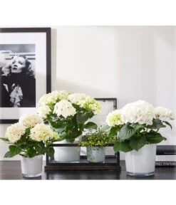 Dehner Glas-Übertopf Conner, Rund -Eleganter Garten 5175898 PR MO 001 GlasTopfConnerweiss