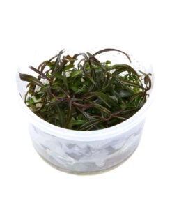 Tropica Hygrophila Lancea Araguaia, Aquarium Pflanze 7 Tropica Hygrophila Lancea Araguaia, Aquarium Pflanze -Eleganter Garten 5627625 WE D 001 TropicaHygrophilalancea