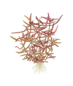 Tropica Hygrophila Lancea Araguaia, Aquarium Pflanze