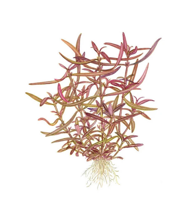 Tropica Hygrophila Lancea Araguaia, Aquarium Pflanze 3 Tropica Hygrophila Lancea Araguaia, Aquarium Pflanze