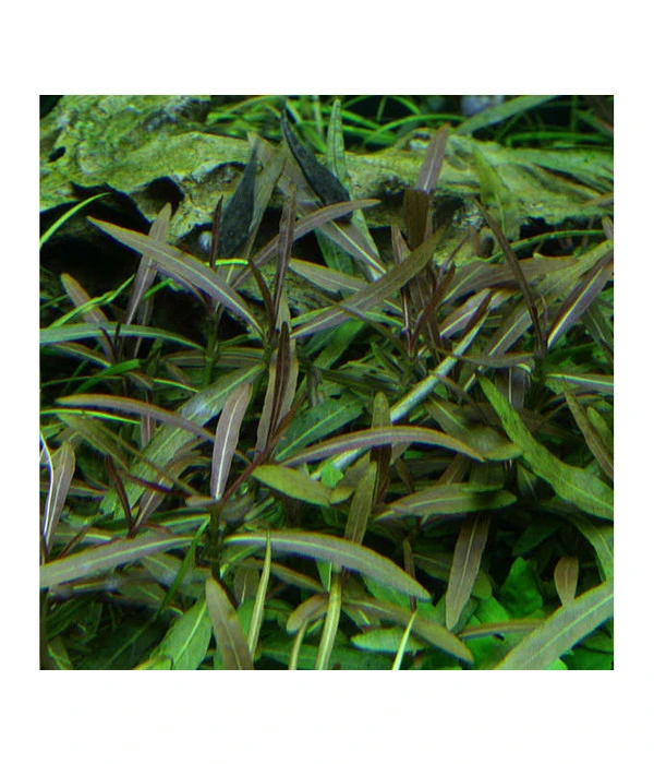 Tropica Hygrophila Lancea Araguaia, Aquarium Pflanze 4 Tropica Hygrophila Lancea Araguaia, Aquarium Pflanze – Bild 2